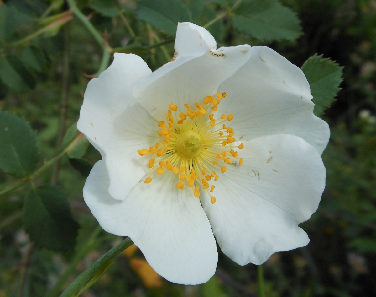 Rosa andegavensis / Rosa andegavense